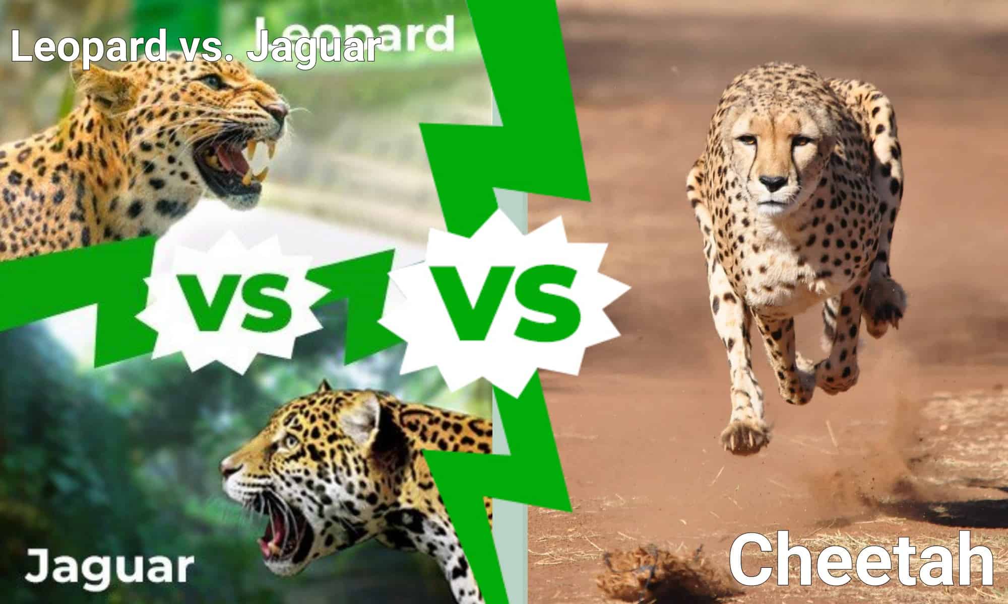 Jaguar vs.  macan tutul vs.  Cheetah: Siapa yang akan memenangkan pertarungan?