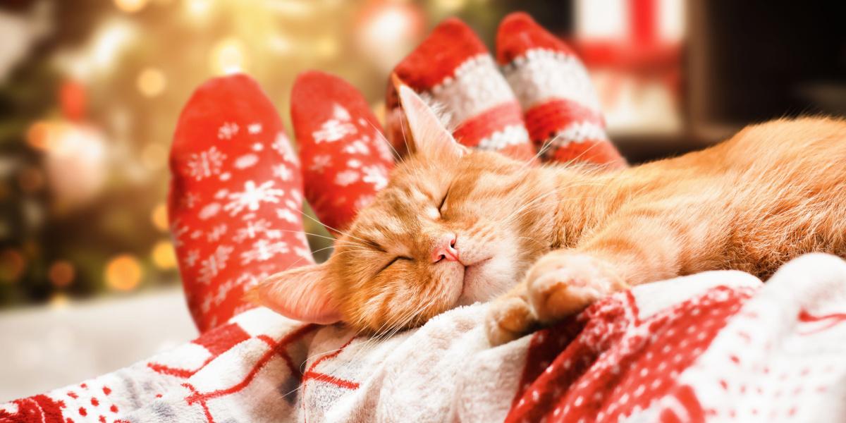 Mengapa kucing saya tidur di antara saya dan suami saya?