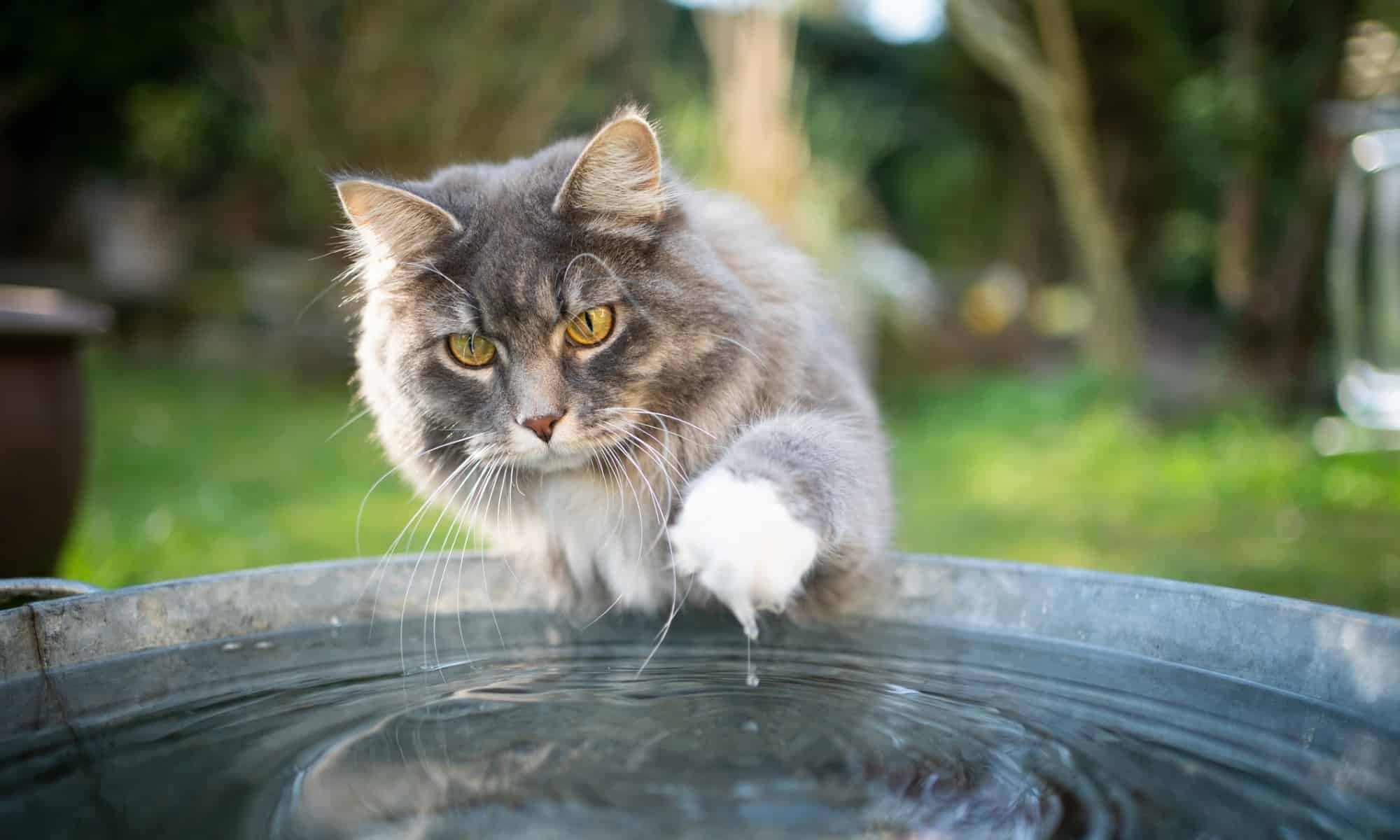 Ya, kucing bisa berenang!  Tapi haruskah mereka?