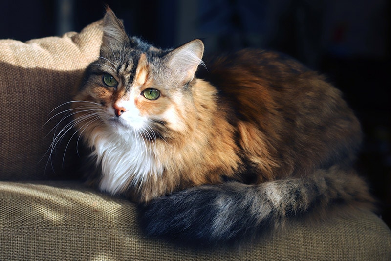 Mengadopsi kucing senior: semua yang perlu Anda ketahui!