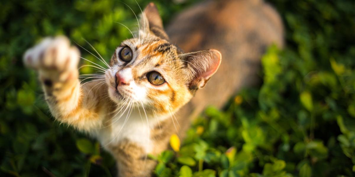 Kucing yang Terlalu Terstimulasi: Tanda, Gejala, dan Cara Membantu
