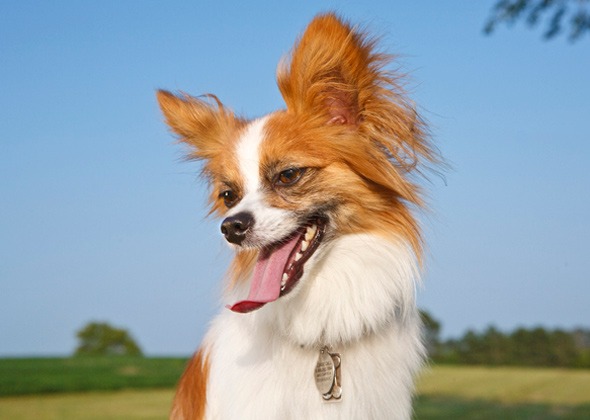 5 Ras Anjing Kecil Yang Ingin Dilihat Lebih Banyak – Vetstreet
