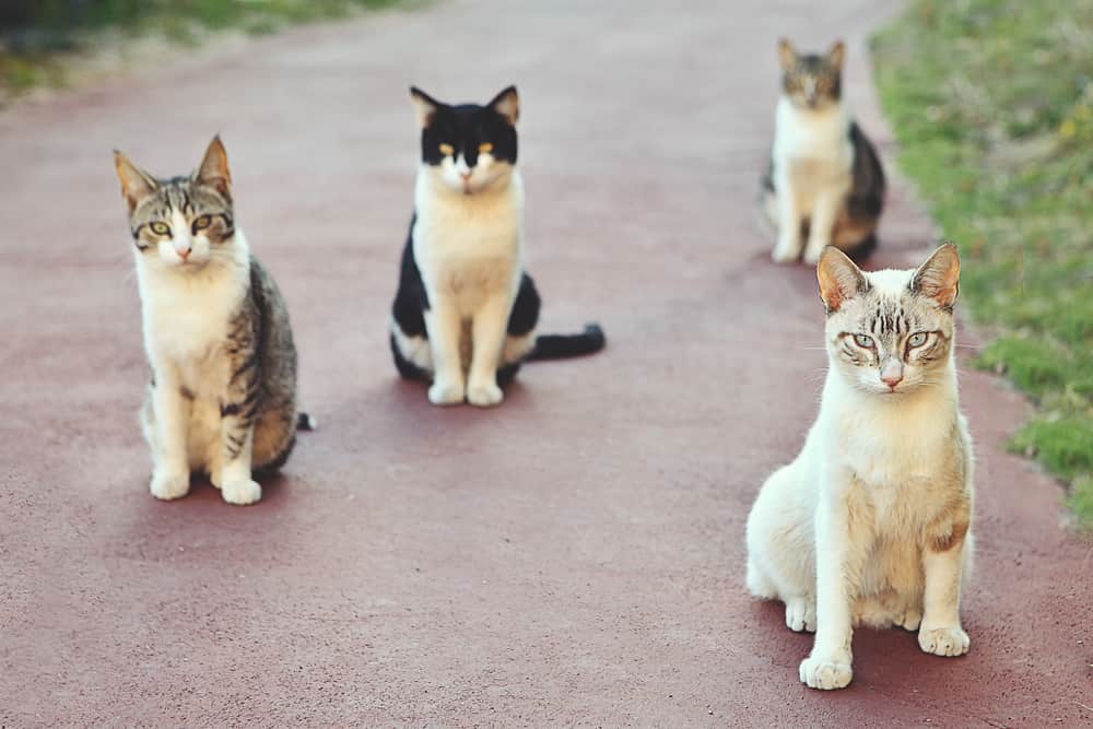 Sekelompok kucing disebut?