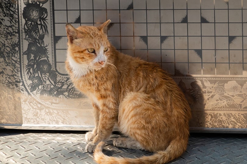 Mengapa kucing saya terengah-engah dan ngiler?  (Tanggapan dari dokter hewan)