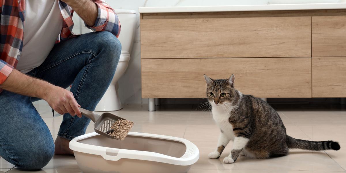 Mengapa kotoran kucing saya berbau sangat tidak enak?  Bagaimana cara membantu