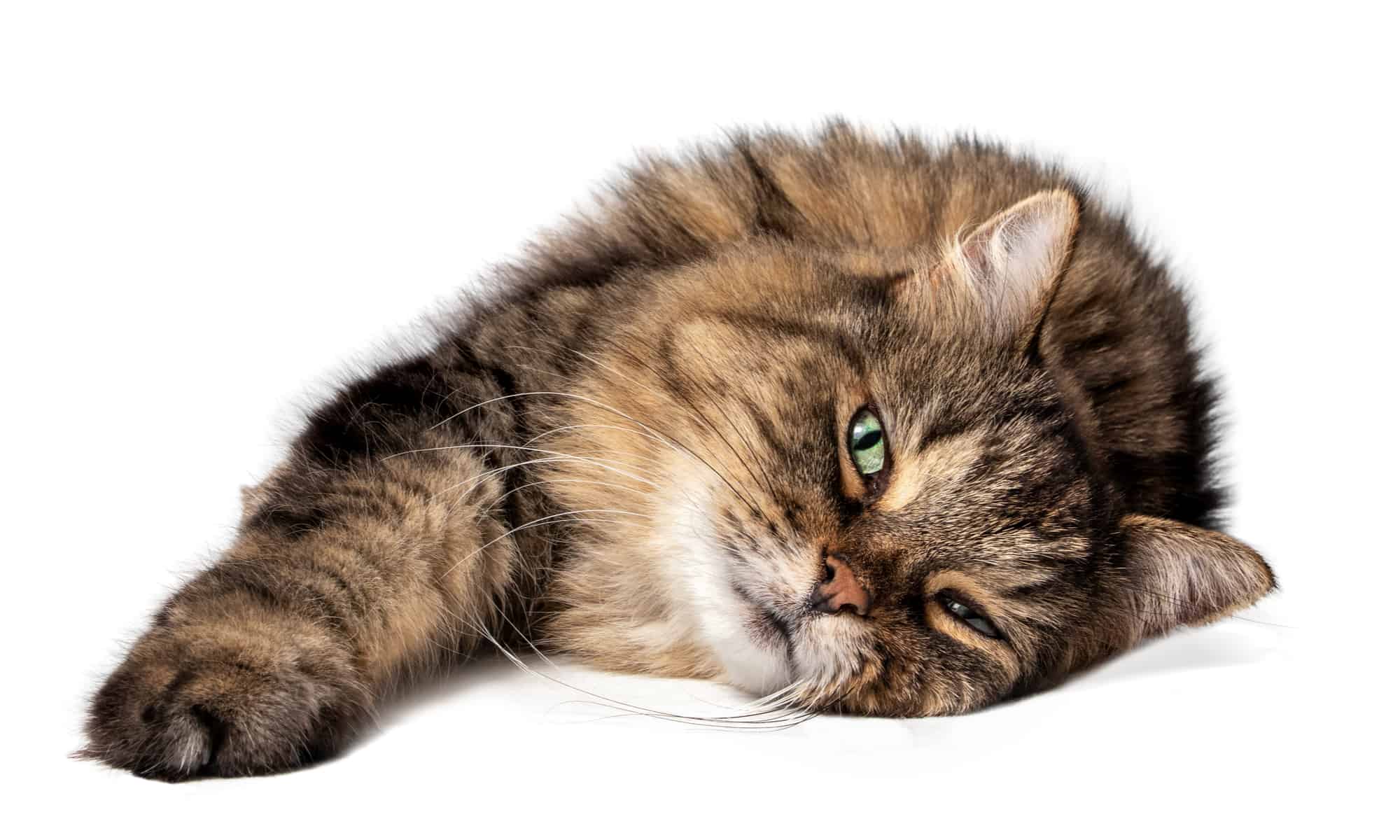 Temui kucing tertua yang pernah hidup