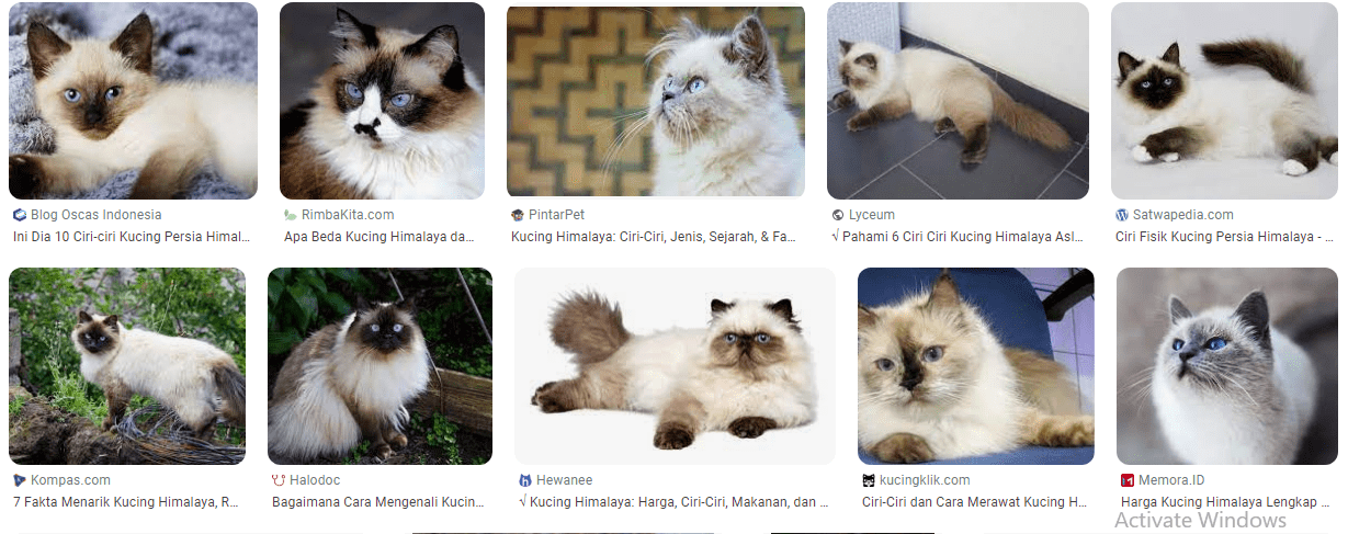Ciri-ciri kucing Himalaya asli dan palsu