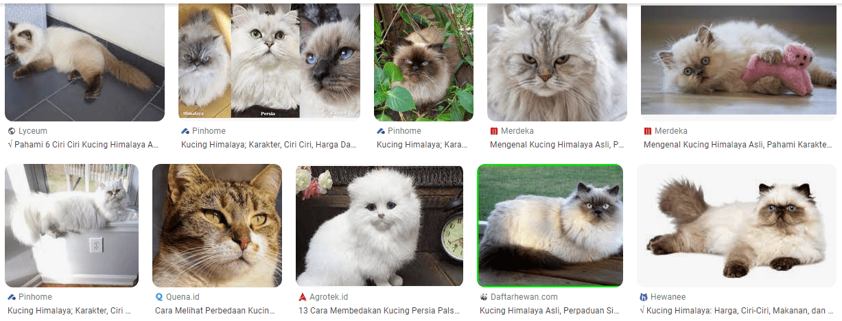 Ciri-ciri kucing Himalaya palsu
