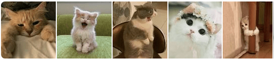 Mencari Foto Profil WA Gambar Kucing Lucu, Unik, Menggemaskan Mencari Foto Profil WA Gambar Kucing Lucu, Unik, Menggemaskan