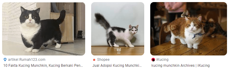 Kucing Munchkin Free: Kucing Imut dan Lucu Untuk Adopsi Kucing Munchkin Free: Kucing Imut dan Lucu Untuk Adopsi