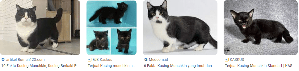 Kucing Munchkin Hitam yang imut