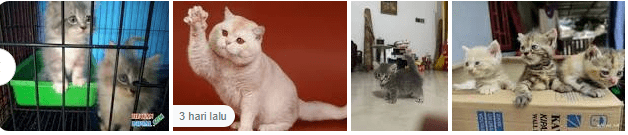 Kucing Munchkin Lampung lucu banget menggemaskan