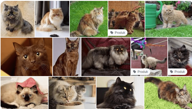 Kucing Persia Warna Coklat