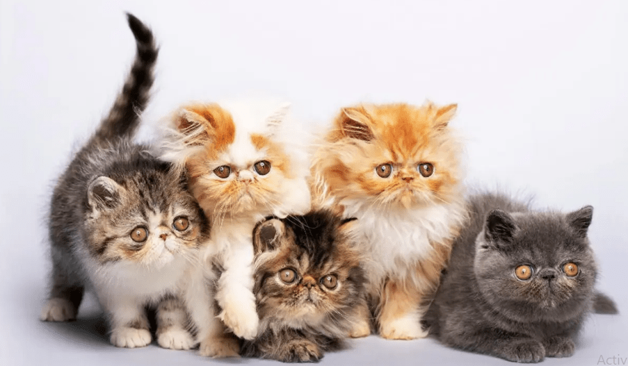 Kucing Persia yang Paling Murah Di Indonesia Kucing Persia yang Paling Murah Di Indonesia