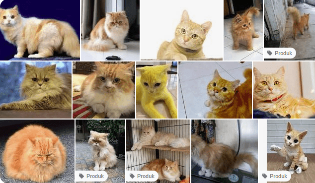 Kucing Anggora Kuning – Keindahan Unik Dan Kelembutan Yang Menggoda Kucing Anggora Kuning – Keindahan Unik Dan Kelembutan Yang Menggoda