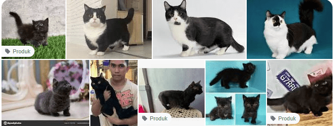 Pelihara Kucing Munchkin Hitam