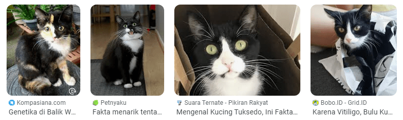 Kucing dengan Warna Bulu Hitam Putih Teksudo yang Lucu Imut