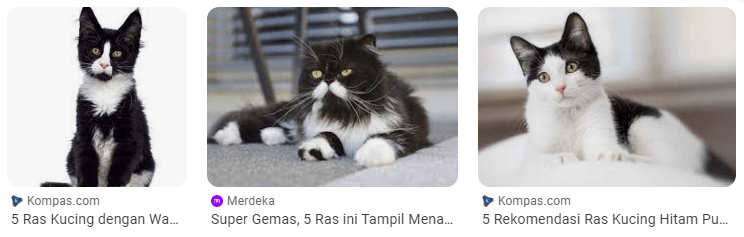 Kucing dengan Warna Bulu Hitam Putih Teksudo yang Menarik di Indonesia