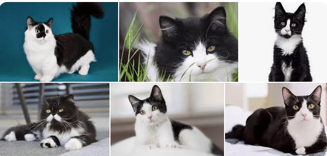 12 Kucing dengan Warna Bulu Hitam Putih Teksudo yang Menarik di Indonesia 12 Kucing dengan Warna Bulu Hitam Putih Teksudo yang Menarik di Indonesia