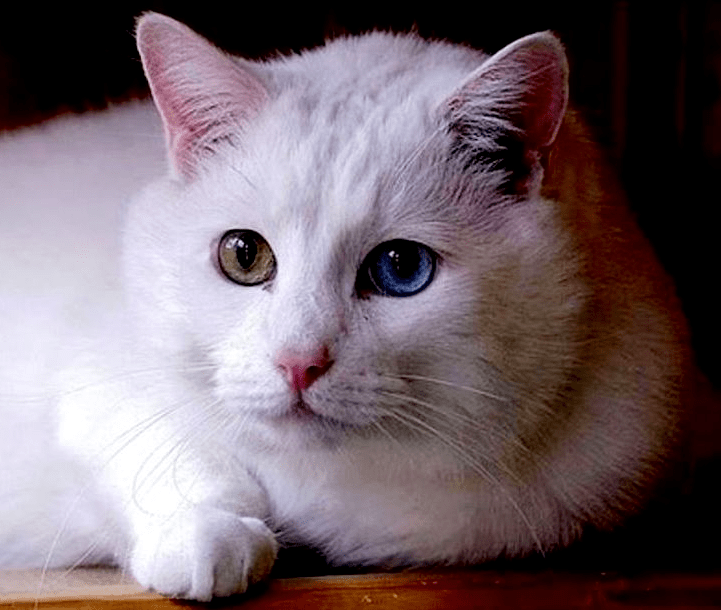 Asal Usul Ciri-Ciri Mandarin Cat- Memelihara dengan Lebih Mudah! (kucing.biz).png