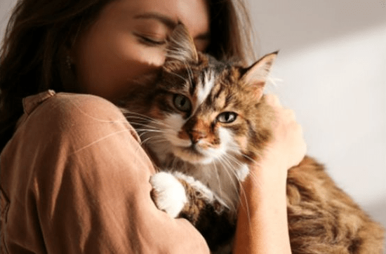Meningkatkan Kesehatan Kucing dengan Memahami Fakta Menarik tentang Sistem Imunnya Meningkatkan Kesehatan Kucing dengan Memahami Fakta Menarik tentang Sistem Imunnya