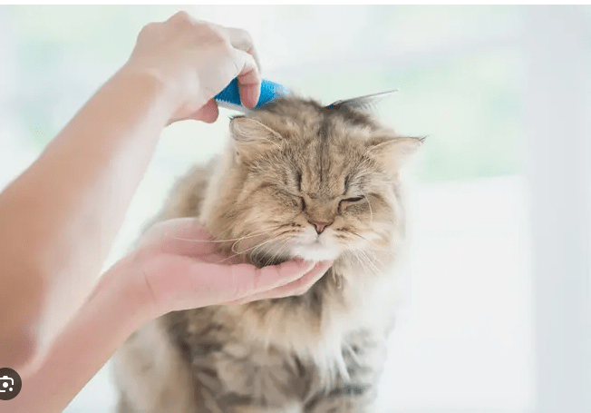 Meningkatkan Kesehatan Kucing dengan Memahami Fakta Menarik tentang Sistem Imunnya (Bola.com)
