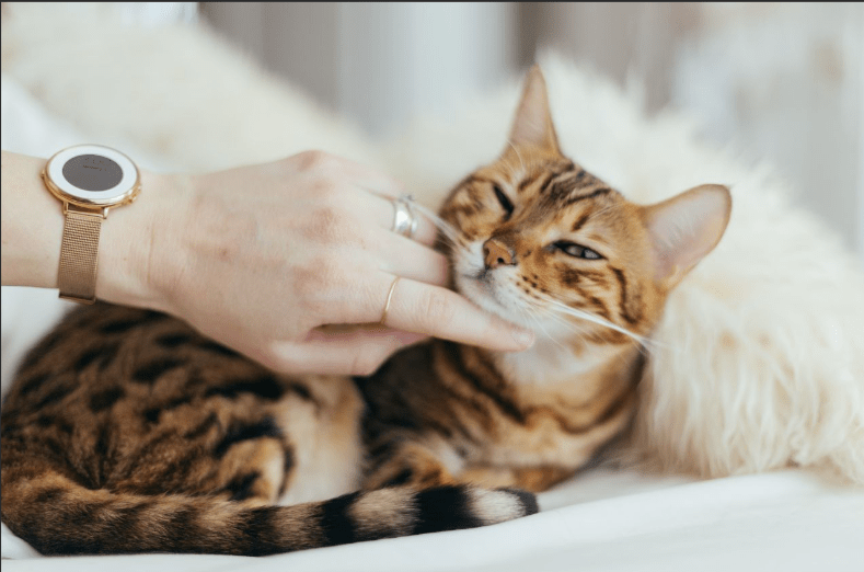 Cara Lengkap Memilih dan Merawat Kucing Ras (catcareclinicbellevue.com)