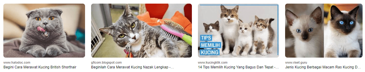 Cara Lengkap Memilih dan Merawat Kucing Ras