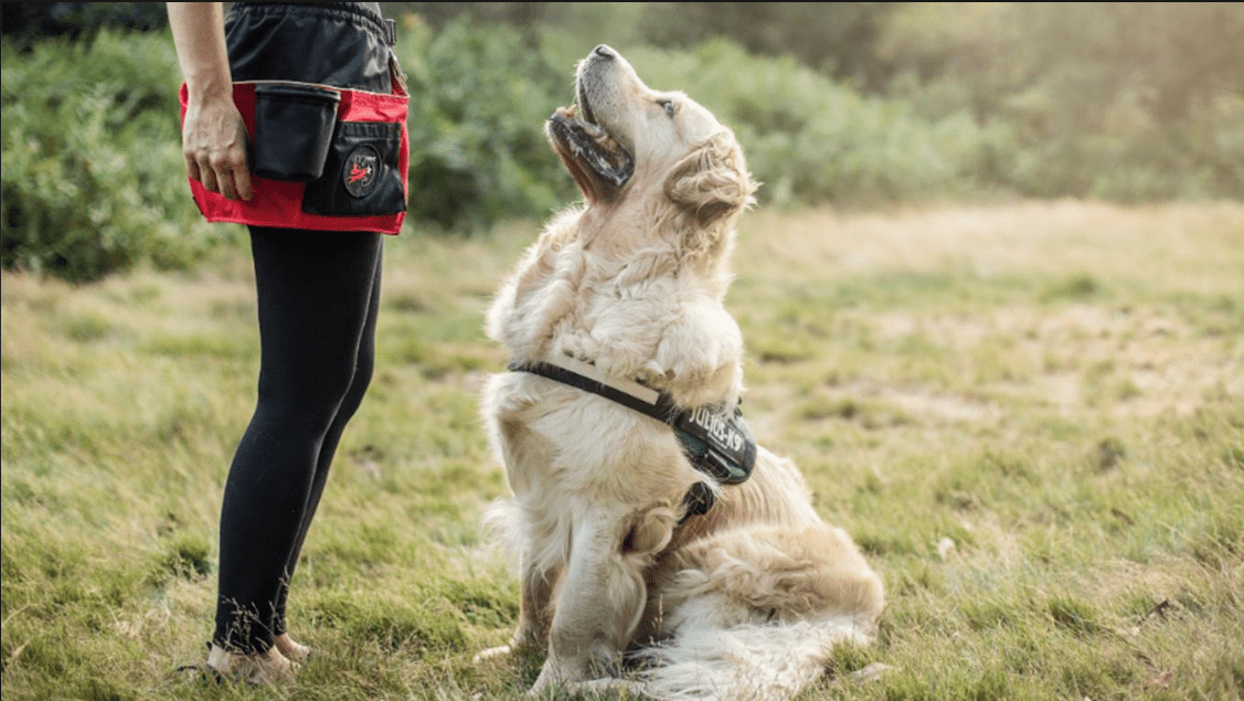 Cara Mengajari Anjing Patuh (hewany.com)