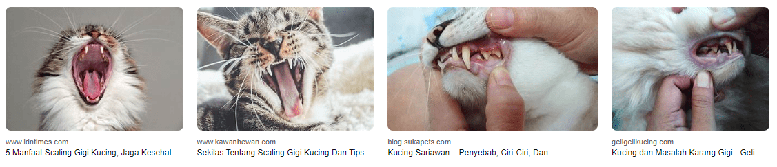 Mengatasi Masalah Kesehatan Gigi pada Kucing