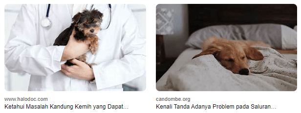 Tips Praktis Mencegah Infeksi Saluran Kemih pada Anjing