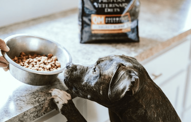 Kelebihan dan Kekurangan Makanan Kering untuk Anjing (Kompas)