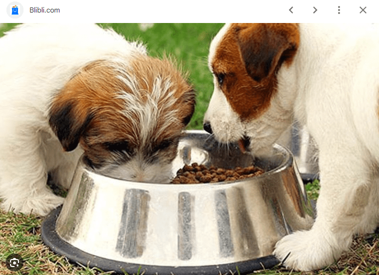 Mengoptimalkan Pertumbuhan Anak Anjing- Kandungan Makanan Terbaik dan Peran Pemilik