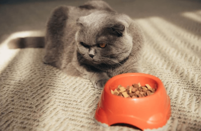 Cara Mengatasi Kucing yang Sulit Makan (pet-happy.com)