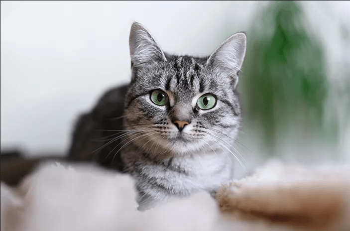 Cara Mengenali Tanda-tanda Kesehatan Mental Kucing: Pentingnya Perhatian Kesejahteraan Cara Mengenali Tanda-tanda Kesehatan Mental Kucing: Pentingnya Perhatian Kesejahteraan