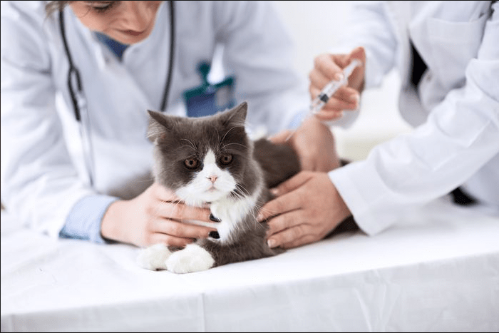 Cara Tepat Menangani Kehilangan Bulu pada Kucing dan Anjing (bobo.grid.id)