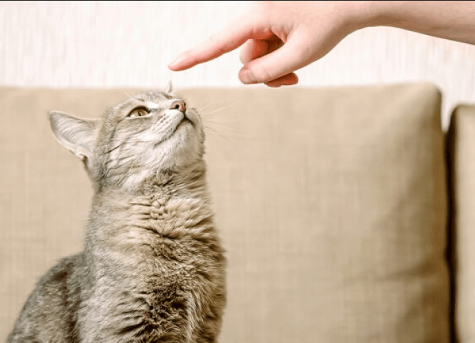 Bagaimana Mengajarkan Kucing Anda Perintah Dasar (radarkuningan.disway.id)