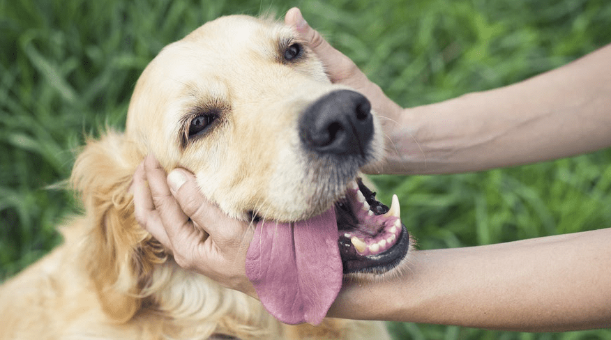 Cara Merawat Anjing Senior dengan Baik (kapancurhat.com)