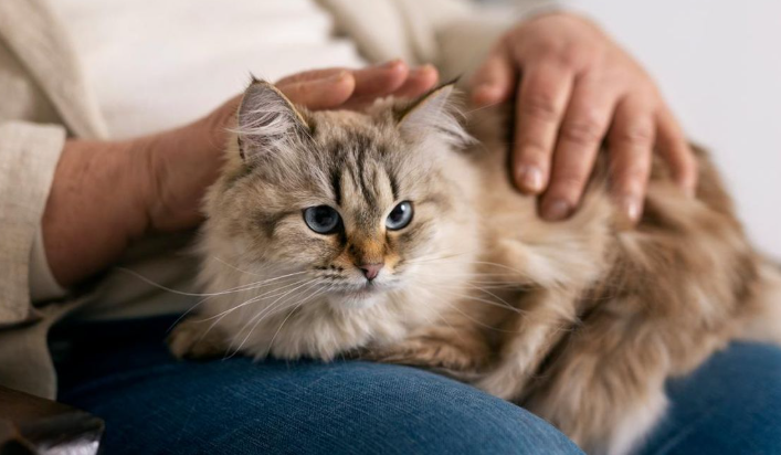 Keuntungan Mempelihara Kucing Ras di Lingkungan Apartemen (Detik.com)
