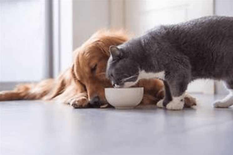 Memahami Perbedaan Kebutuhan Nutrisi Antara Kucing dan Anjing untuk Kesehatan yang Optimal Memahami Perbedaan Kebutuhan Nutrisi Antara Kucing dan Anjing untuk Kesehatan yang Optimal