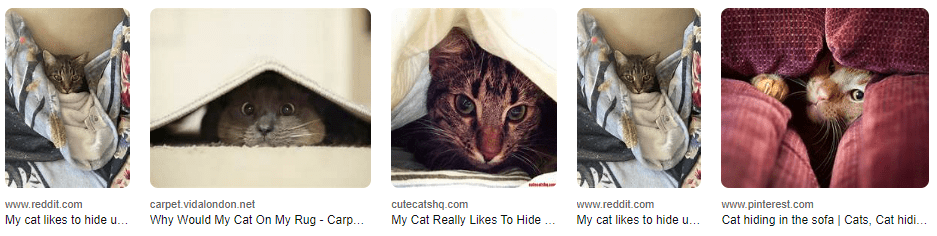 Alasan Mengapa Kucing Anda Suka Bersembunyi