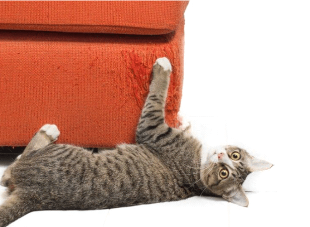 Cara Mengatasi Kucing yang Suka Mencakar Perabotan Cara Mengatasi Kucing yang Suka Mencakar Perabotan