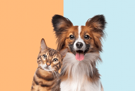 Cara Mengenalkan Kucing Baru pada Anjing Anda Cara Mengenalkan Kucing Baru pada Anjing Anda