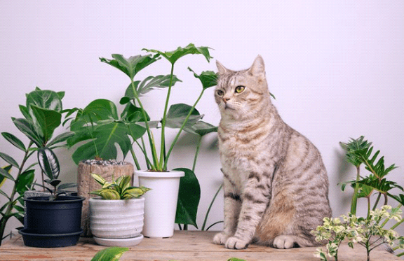Inilah 10 Tanaman yang Aman untuk Kucing di Rumah Inilah 10 Tanaman yang Aman untuk Kucing di Rumah