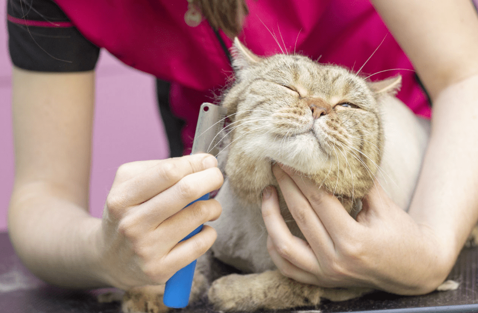 Inilah Cara Grooming Kucing Bulu Panjang, Lebat dan Galak, Langkah demi Langkah (funnycatnames.github.io)