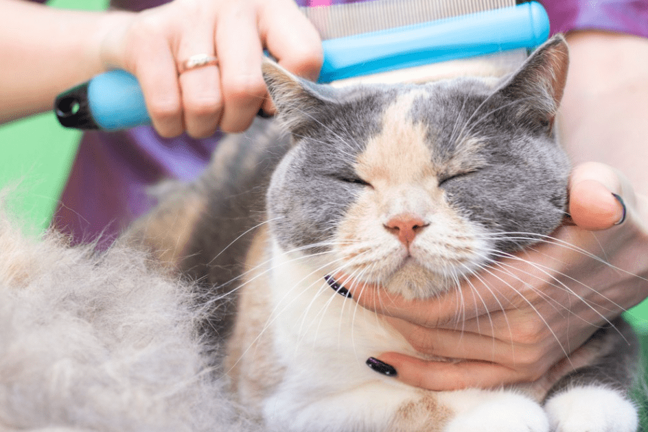 Inilah Langkah-langkah Cara Grooming Kucing Bulu Panjang, Lebat dan Galak (catsjustcatsgrooming.com)