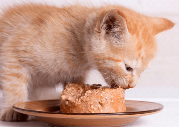 Makanan Sehat untuk Kucing: Apa yang Harus Diberikan dan Dihindari Makanan Sehat untuk Kucing: Apa yang Harus Diberikan dan Dihindari