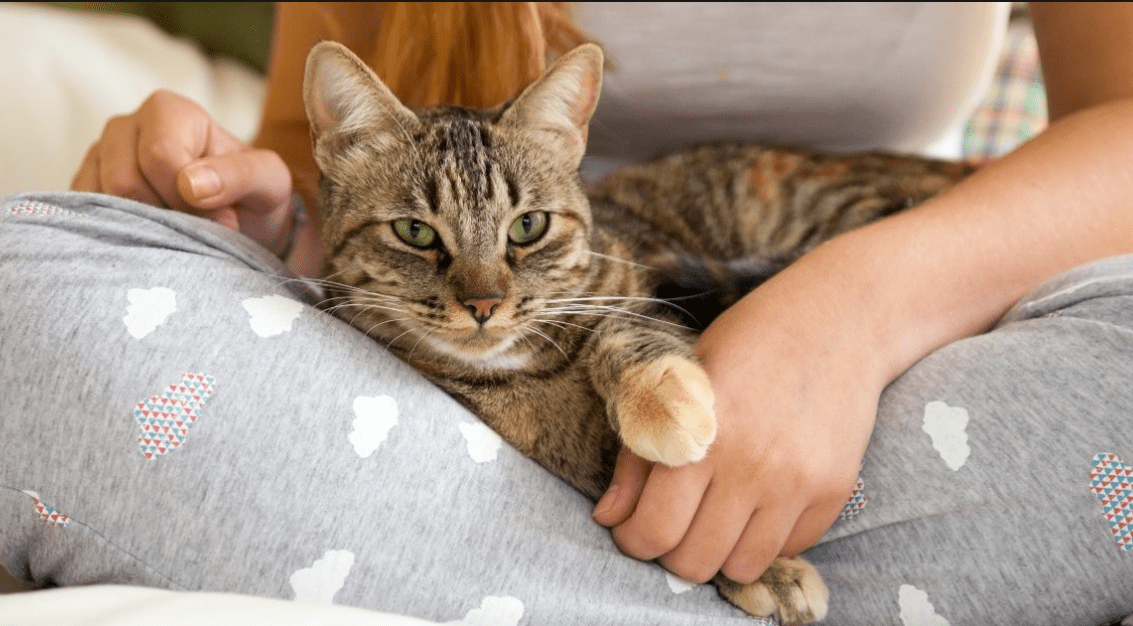 Inilah Manfaat Memelihara Kucing bagi Kesehatan Mental Pemiliknya (aristopet.com.au)