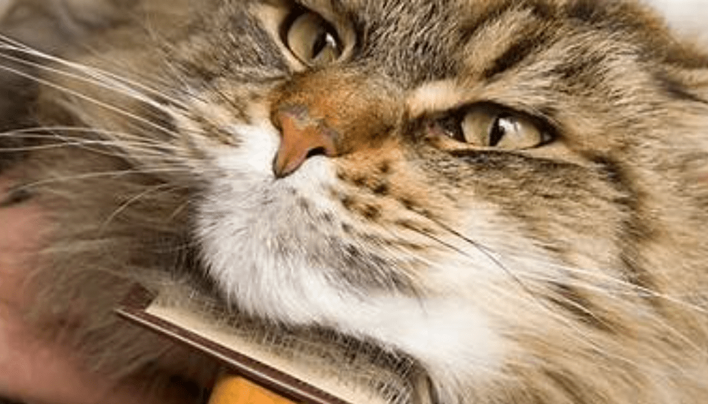 Inilah Sterp by step Cara Grooming Kucing Bulu Panjang, Lebat dan Galak (icatcare.org)
