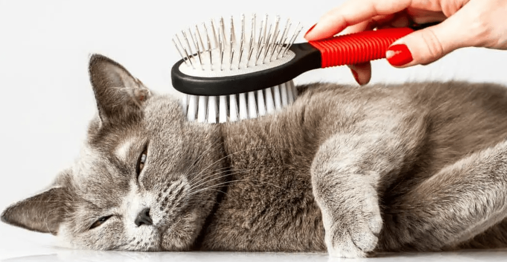 Inilah Tips dan Cara Grooming Kucing Bulu Panjang, Lebat dan Galak, Langkah demi Langkah (catingtonpost.com)